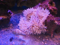 ANEMONA Heteractis aurora white ANEMONA Heteractis aurora white