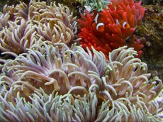 ANEMONA long tentacle ANEMONA long tentacle