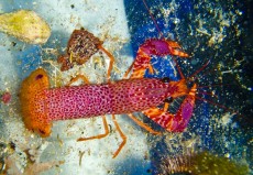 JASTOG Enoplometopus debelius1 JASTOG Enoplometopus debelius1