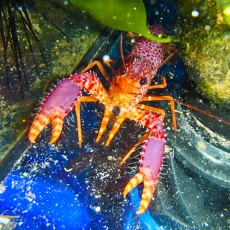 JASTOG Enoplometopus debelius2 JASTOG Enoplometopus debelius2