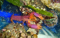 JASTOG Enoplometopus debelius JASTOG Enoplometopus debelius