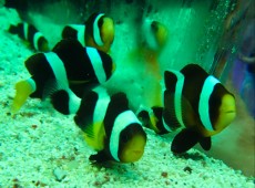 MORSKA RIBA AMPHIPRION POLYMNUS