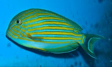 MORSKA RIBA Acanthurus lineatus