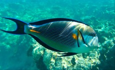 MORSKA RIBA Acanthurus sohal MORSKA RIBA Acanthurus sohal