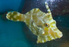 MORSKA RIBA Acreichthys1 MORSKA RIBA Acreichthys1