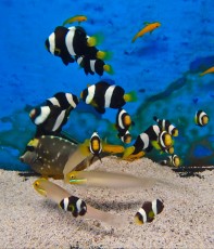 MORSKA RIBA Amphiprion polymnus black MORSKA RIBA Amphiprion polymnus black
