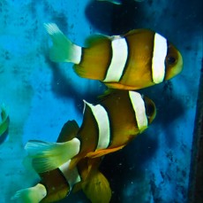 MORSKA RIBA Aphiprion clarkii MORSKA RIBA Aphiprion clarkii