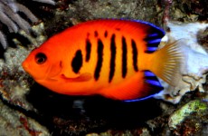 MORSKA RIBA Centopyge loriculus MORSKA RIBA Centopyge loriculus
