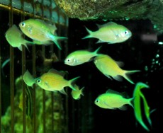 MORSKA RIBA Chromis viridis - gospice