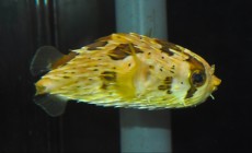 MORSKA RIBA Diodon liturosus BALI MORSKA RIBA Diodon liturosus BALI
