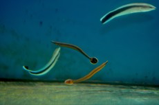 MORSKA RIBA Doryrhamphus excisus MORSKA RIBA Doryrhamphus excisus