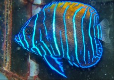 MORSKA RIBA Euxiphiphops navarchus MORSKA RIBA Euxiphiphops navarchus