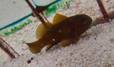 MORSKA RIBA Gobiodon centrinus MORSKA RIBA Gobiodon centrinus