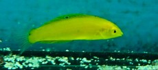 MORSKA RIBA Halichoeres chrysus MORSKA RIBA Halichoeres chrysus