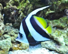 MORSKA RIBA Heniochus acuminatus adult MORSKA RIBA Heniochus acuminatus adult