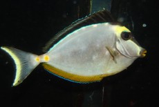 MORSKA RIBA Naso elagans ADULT MORSKA RIBA Naso elagans ADULT