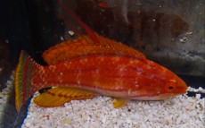 MORSKA RIBA PARACHEILINUS CARPENTERI MORSKA RIBA PARACHEILINUS CARPENTERI