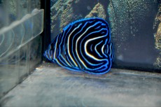 MORSKA RIBA Pomacanthus semicirculatus MORSKA RIBA Pomacanthus semicirculatus