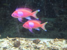 MORSKA RIBA Pseudanthias pleurotaenia1