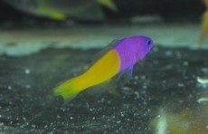 MORSKA RIBA Pseudochromis paccagnellae