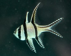 MORSKA RIBA Pteropogon kauderi MORSKA RIBA Pteropogon kauderi