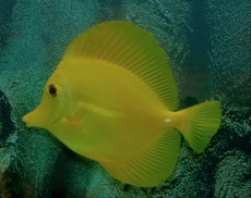 MORSKA RIBA ZEBRASOMA FLAVESCENS MORSKA RIBA ZEBRASOMA FLAVESCENS