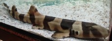 MORSKA RIBA ZEBRA SHARK BALI MORSKA RIBA ZEBRA SHARK BALI