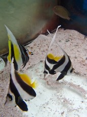 MORSKA RIBA Zanclus cornutus Bali MORSKA RIBA Zanclus cornutus Bali