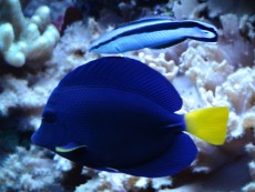 MORSKA RIBA Zebrasoma xanthurum MORSKA RIBA Zebrasoma xanthurum