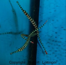 MORSKA RIBA DORYRHAMPHUS DACTYLIOPHORUS MORSKA RIBA DORYRHAMPHUS DACTYLIOPHORUS