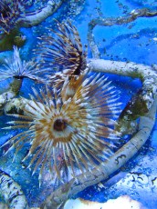 TUBE WORM Crv tube