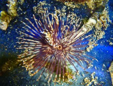 TUBE WORM Sabella brown