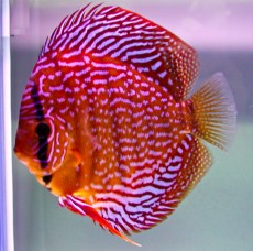 RedScribbel RedScribbel