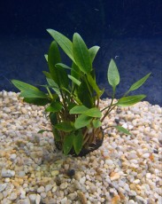 akvarijska rastlina