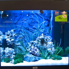 High lite - Marine, Blue High lite - Marine, Blue