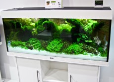 akvarij Juwel Rio 240 - Bel akvarij Juwel Rio 240 - Bel