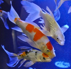 Koi krapi pajcolan Koi krapi pajcolan