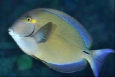 ACANTHURUS BLOCHII