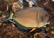 ACANTHURUS FOWLERI