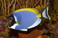 ACANTHURUS LEUCOSTERNON