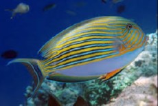 ACANTHURUS LINEATUS