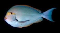 ACANTHURUS MATA