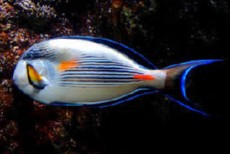 ACANTHURUS SOHAL