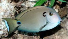 ACANTHURUS TENNENTI