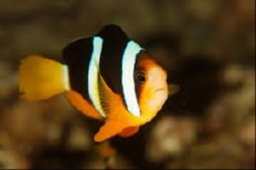 AMPHIPRION CLARKII