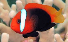 AMPHIPRION MELANOPUS