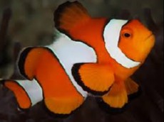 AMPHIPRION OCELLARIS