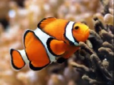 AMPHIPRION PERCULA