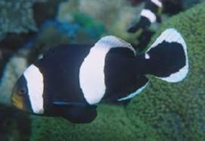 AMPHIPRION POLYMNUS