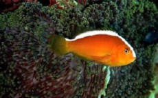 AMPHIPRION SANDARACINOS